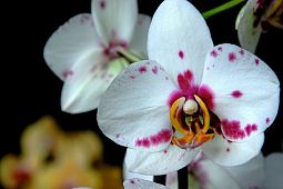 Орхидея Фаленопсис Колокольчик микс поштучно