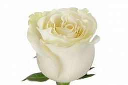 Роза (Эквадор) 70 см Mondial Белая поштучно