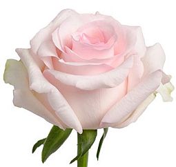 Роза (Эквадор) 50 см Nena Нежно-розовая поштучно