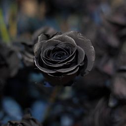 Роза (Эквадор) 60 см Черная поштучно