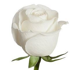 Роза (Эквадор) 70 см Tibet Белая поштучно