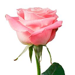 Роза (Эквадор) Hermosa 60 см Нежно-розовая поштучно