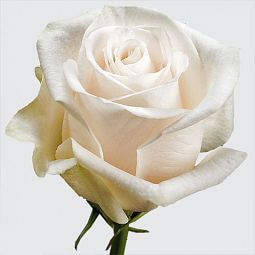 Роза (Эквадор) 60 см Vendela Белая поштучно
