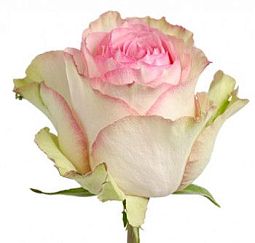Роза (Эквадор) 90 см Esperance Розово-фисташковая поштучно