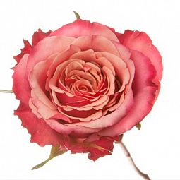 Роза (Эквадор) Toff 50 см Нежно-розовая поштучно