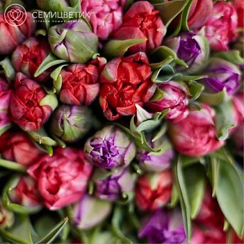 Пионы или пионовидные тюльпаны: как выбрать букет на 8 Марта