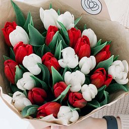 Бело-бордовый свадебный букет  из 25 красных и белых тюльпанов