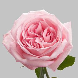 Роза пионовидная одноголовая 40 см Pink O'Hara Розовая поштучно