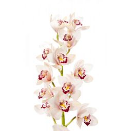 Орхидея Цимбидиум Ветка Микс поштучно
