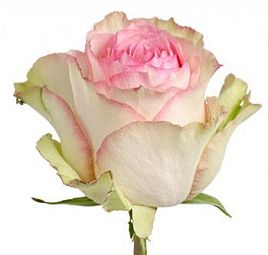 Роза (Эквадор) Esperance 60 см Розово-фисташковая поштучно