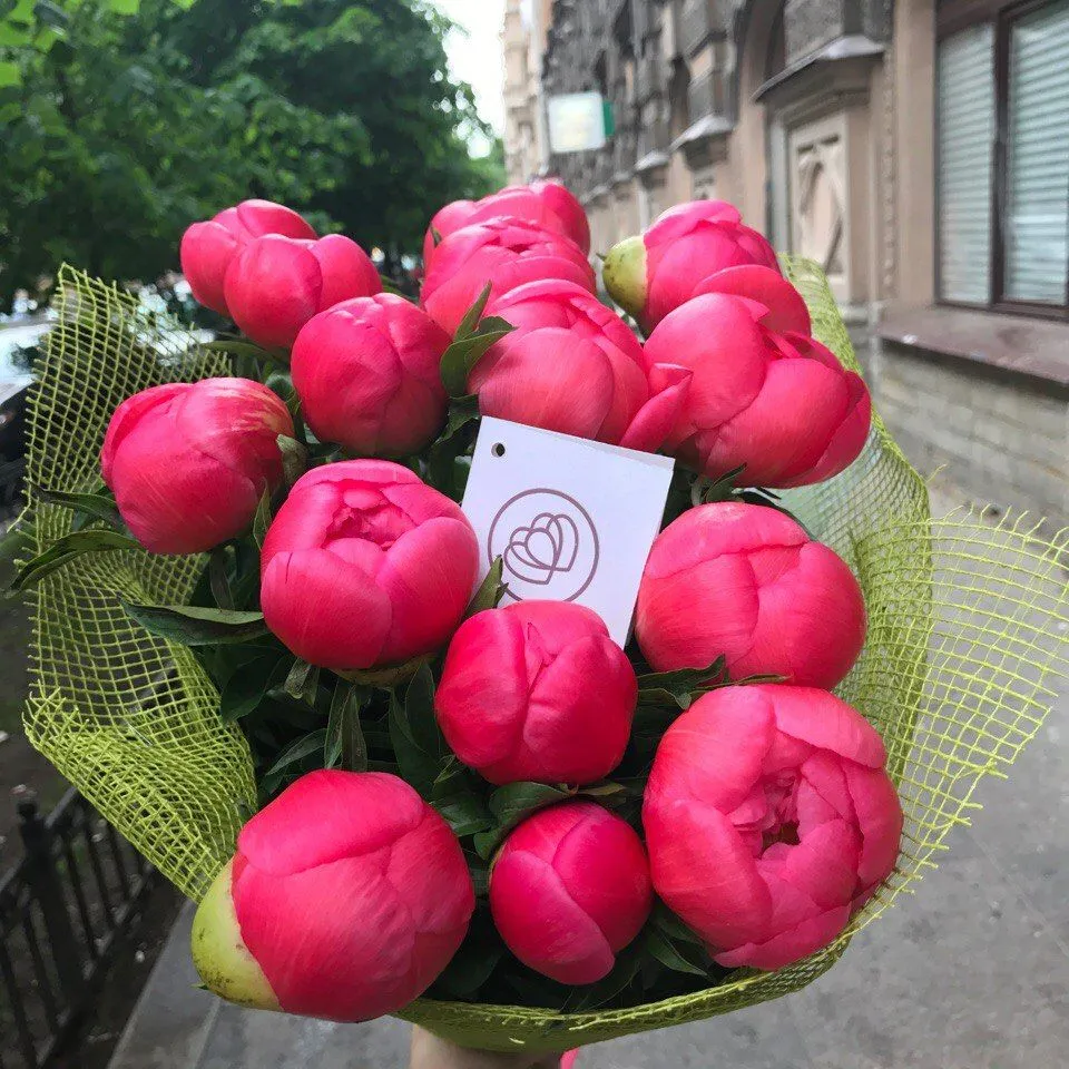 Голландские пионы