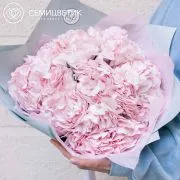 Букет из 5 розовых гортензий