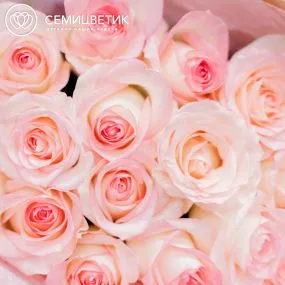 Букет из 15 белых с розовой каймой роз Джамиля 35-40 см (Россия)
