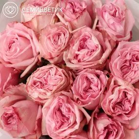 Букет из 15 нежно-розовых пионовидных роз Pink Ohara 50 см