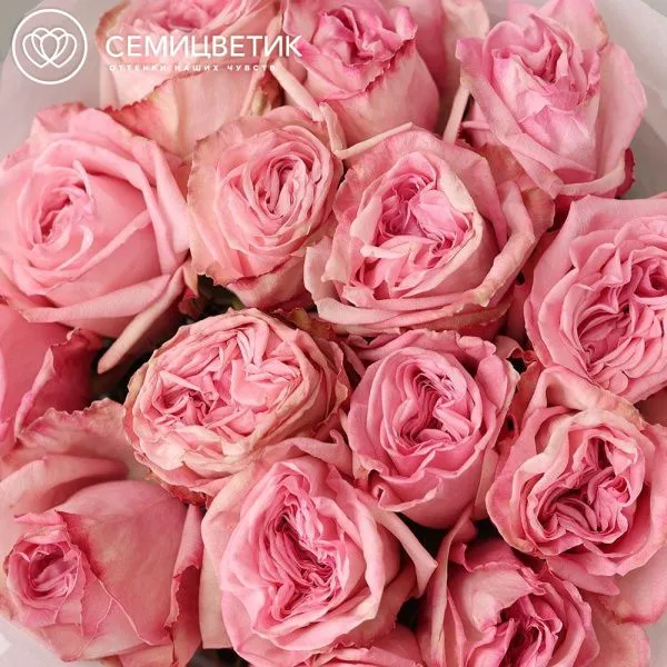 Букет из 15 нежно-розовых пионовидных роз Pink Ohara 50 см