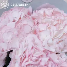 Букет из 5 розовых гортензий