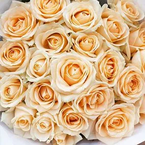 Букет из 25 кремовых роз 60 см (Россия)