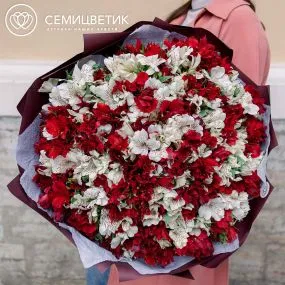Букет из 101 красной и белой альстромерии в бордовой пленке