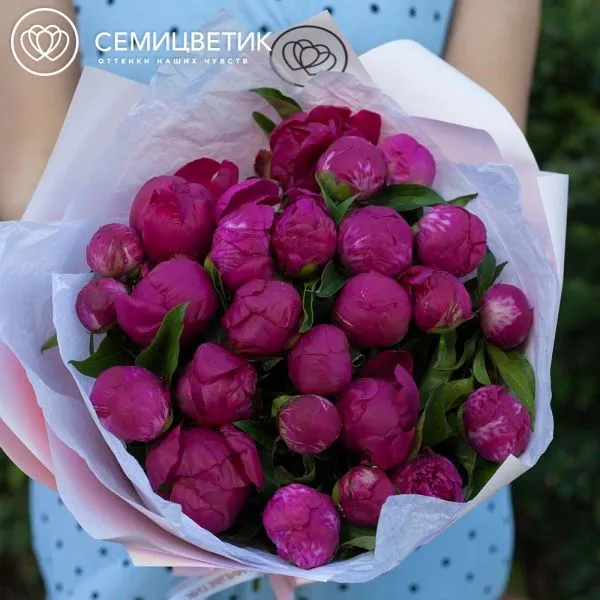 Букет из 25 малиновых пионов Standart Plus