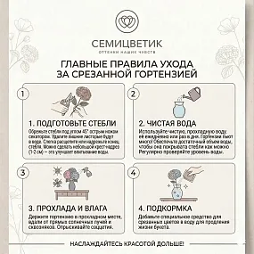 Мини-букет  из 3 гортензий яркий микс