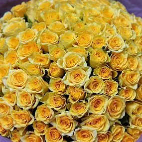Букет из 151 желтой розы 35-40 см (Россия)