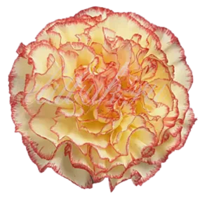 Гвоздика Одноголовая Голландия Желтая с розовой каймой поштучно