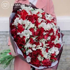 Букет из 101 красной и белой альстромерии в бордовой пленке