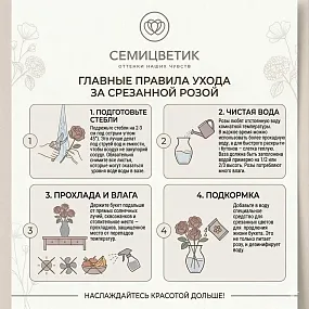 Букет из 25 коралловых роз Анна Каренина 50 см (Россия) в сиреневой пленке