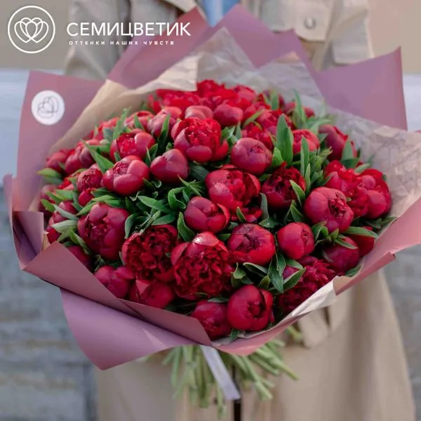Букет из 51 бордового пиона Standart