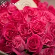 Букет из 19 розовых роз Topaz 50 см (Эквадор)