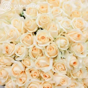 Букет из 101 кремовой розы 60 см (Россия)