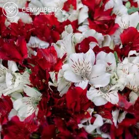 Букет из 101 красной и белой альстромерии в бордовой пленке