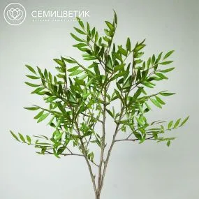 3 ветки фисташки