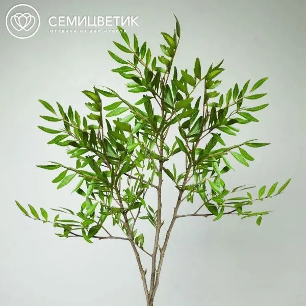 3 ветки фисташки