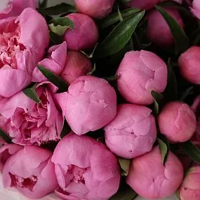 Букет из 25 ярко-розовых пионов Standart Plus