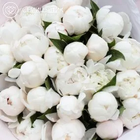 Букет из 25 нежно-розовых пионов Standart