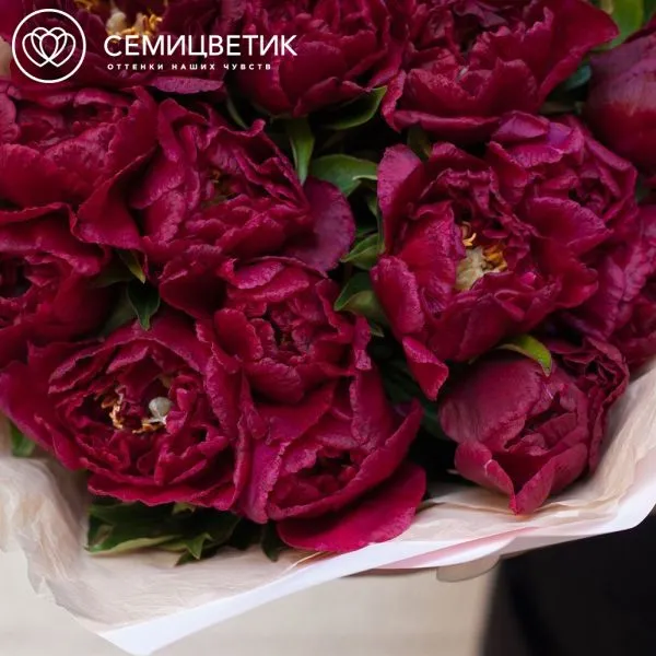 Букет из 15 бордовых пионов Standart Plus