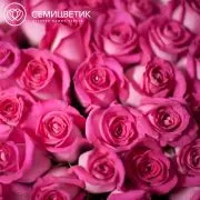 Букет из 19 розовых роз Topaz 50 см (Эквадор)