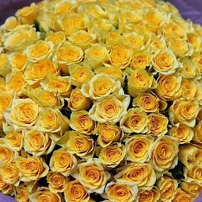 Букет из 151 желтой розы 35-40 см (Россия) в сиреневой пленке