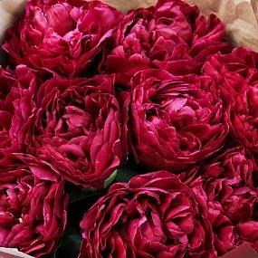 Букет из 9 бордовый пионов Old Faithful Standart Plus