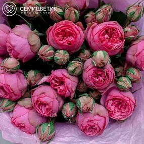 Букет из 15 ярко-розовых пионовидных роз Pink Piano 40 см