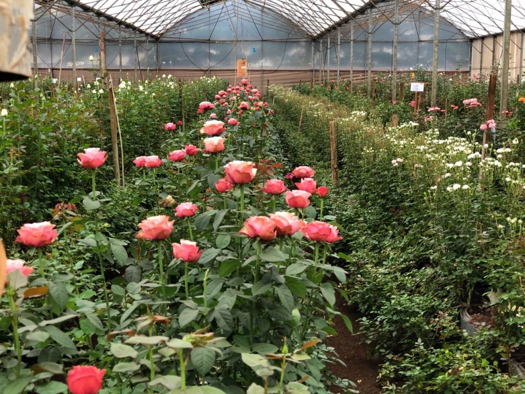Плантация роз в Кении