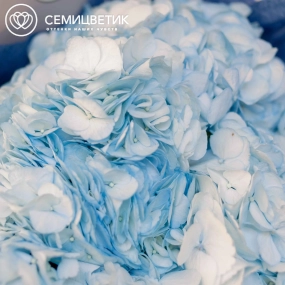 Букет из 5 голубых гортензий в белой пленке