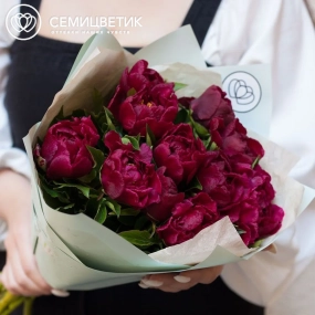 Букет из 11 бордовых пионов Standart Plus в зеленой пленке