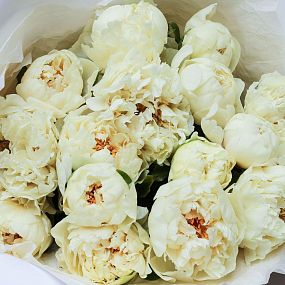 Букет из 15 лимонных пионов Lemon Chiffon Premium в белой пленке