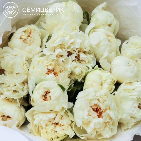 Букет из 15 лимонных пионов Lemon Chiffon Premium в белой пленке