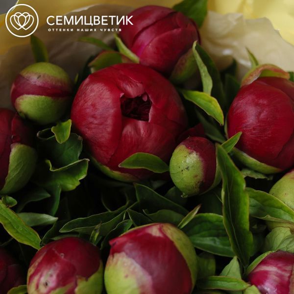 Букет из 15 бордовых пионов Premium Red Grace