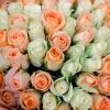 Букет из 51 белой и персиковой розы микс (Кения) 40 см Standart
