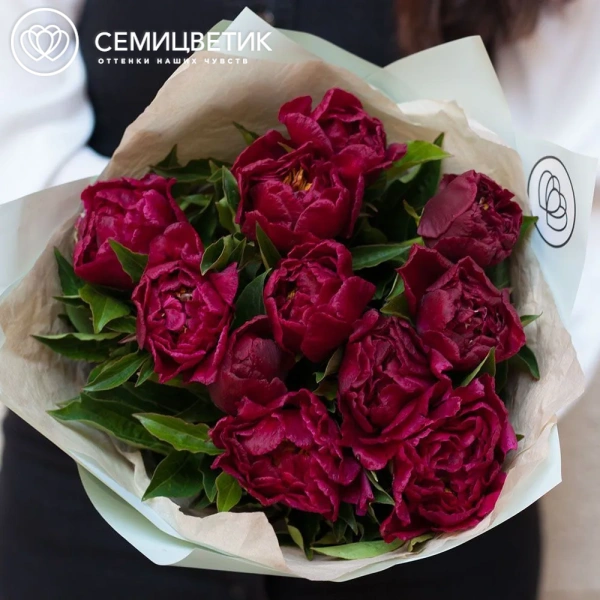 Букет из 11 бордовых пионов Standart Plus в зеленой пленке