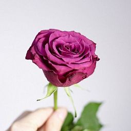 Роза (Кения) 40 см Тёмно-фиолетовая поштучно